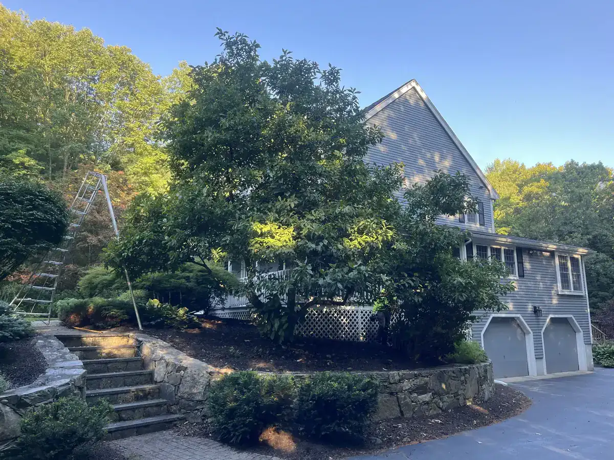 Tree trimming and pruning - Before