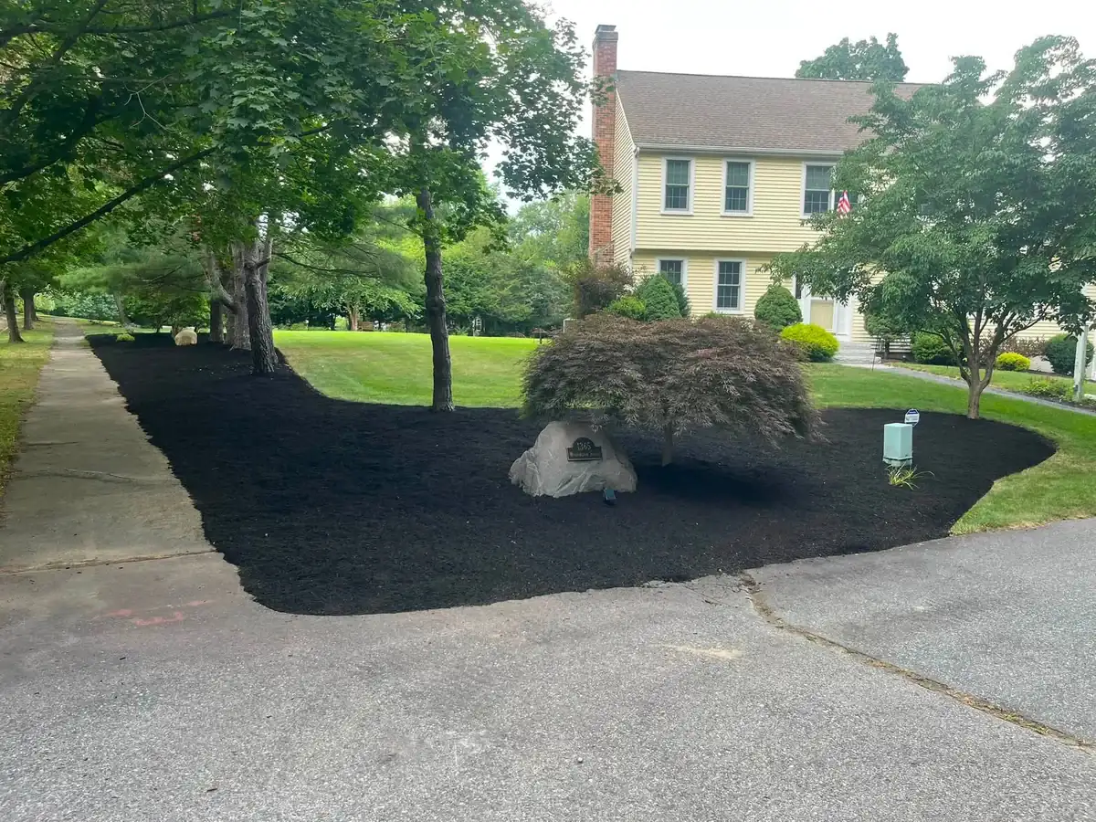 Residential mulch bed refresh around Japanese maple and driveway island - After