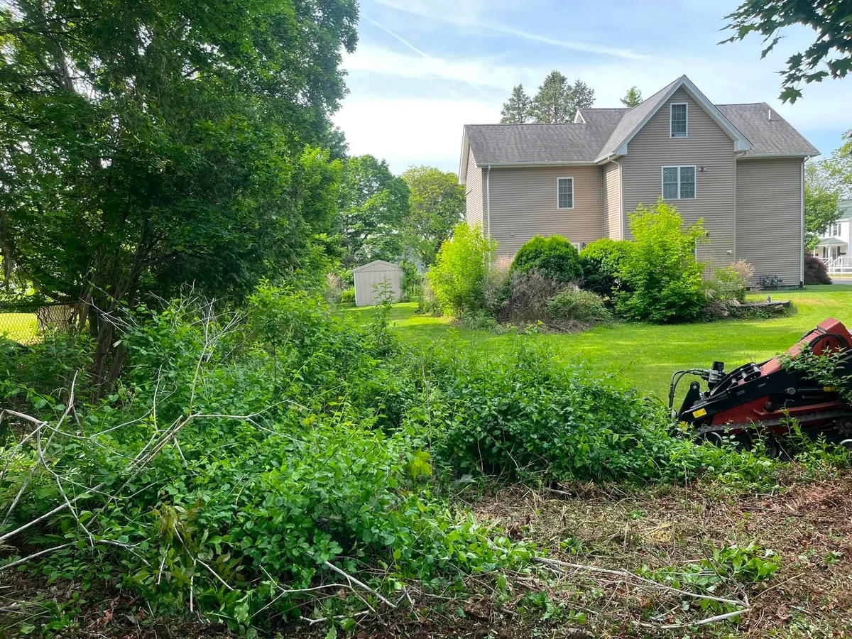 Dense residential backyard overgrowth cleared to open ground - Before